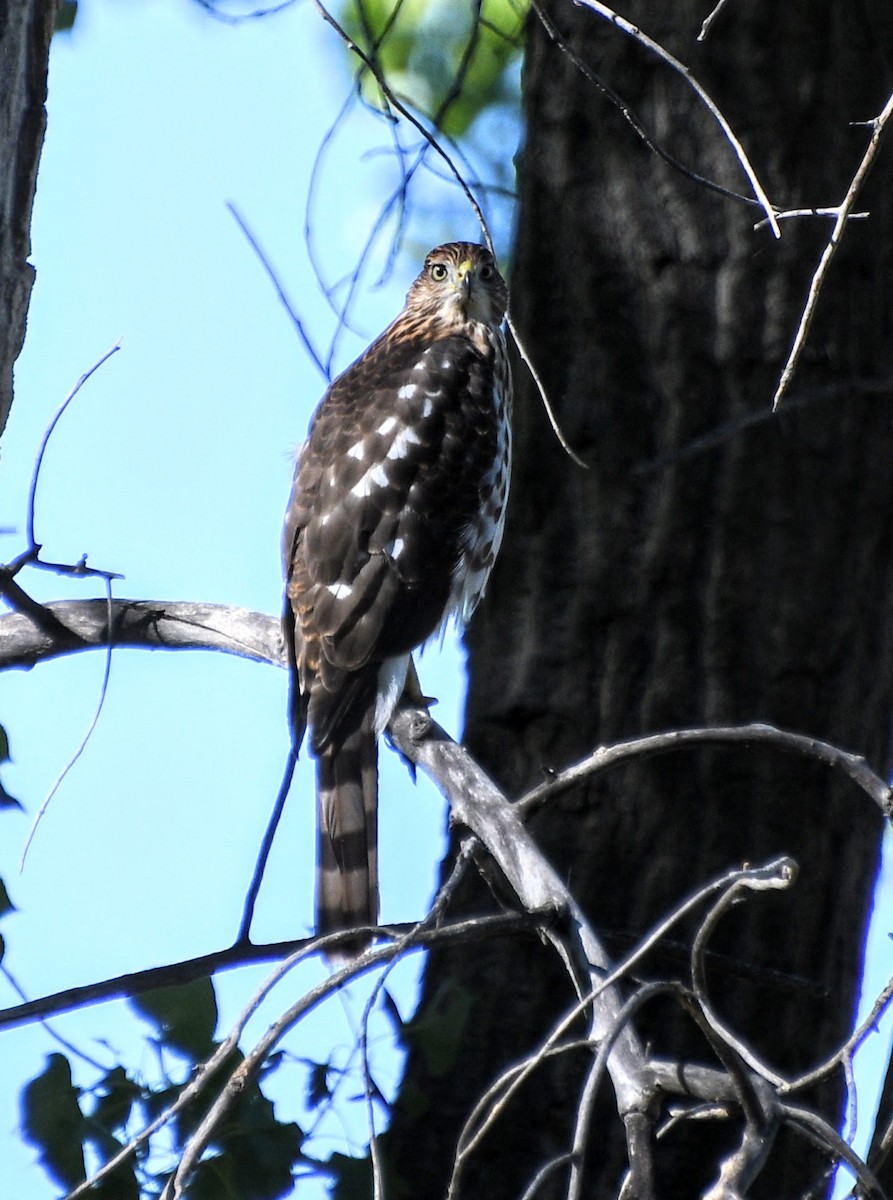 Cooper's Hawk - ML262780151