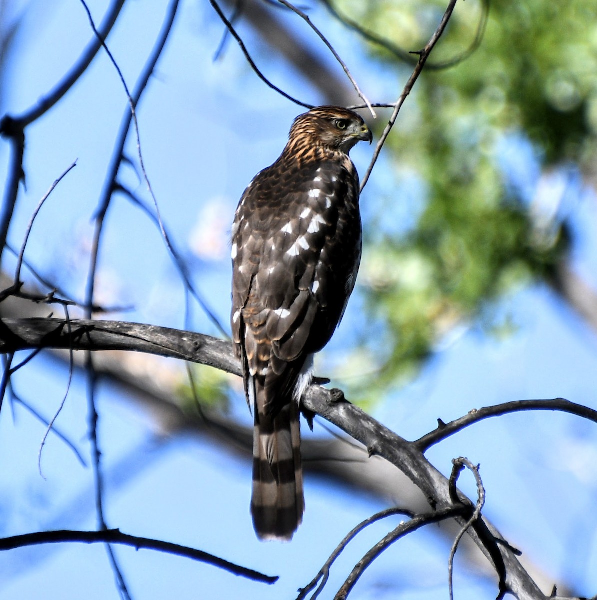 Cooper's Hawk - ML262780161