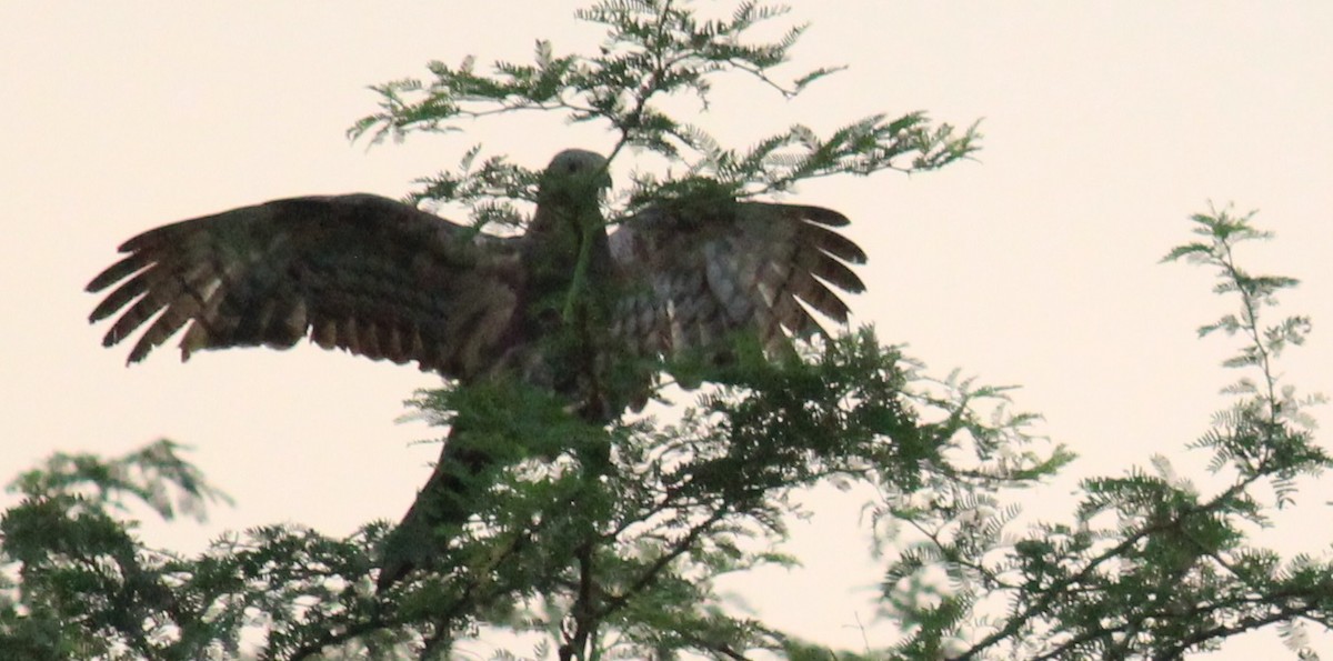 Oriental Honey-buzzard - Gunasekaran m