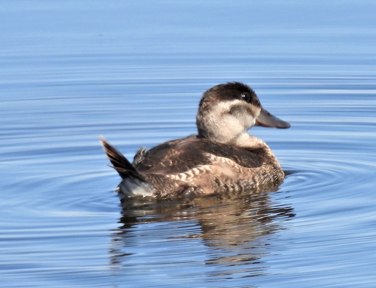 Ruddy Duck - ML262785891