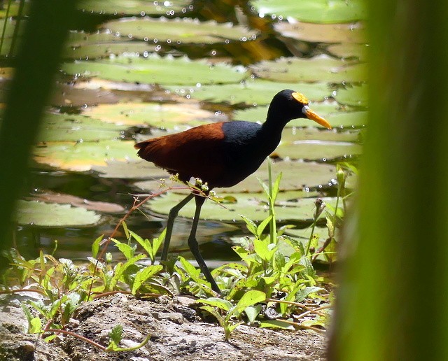 Jacana du Mexique - ML262786861