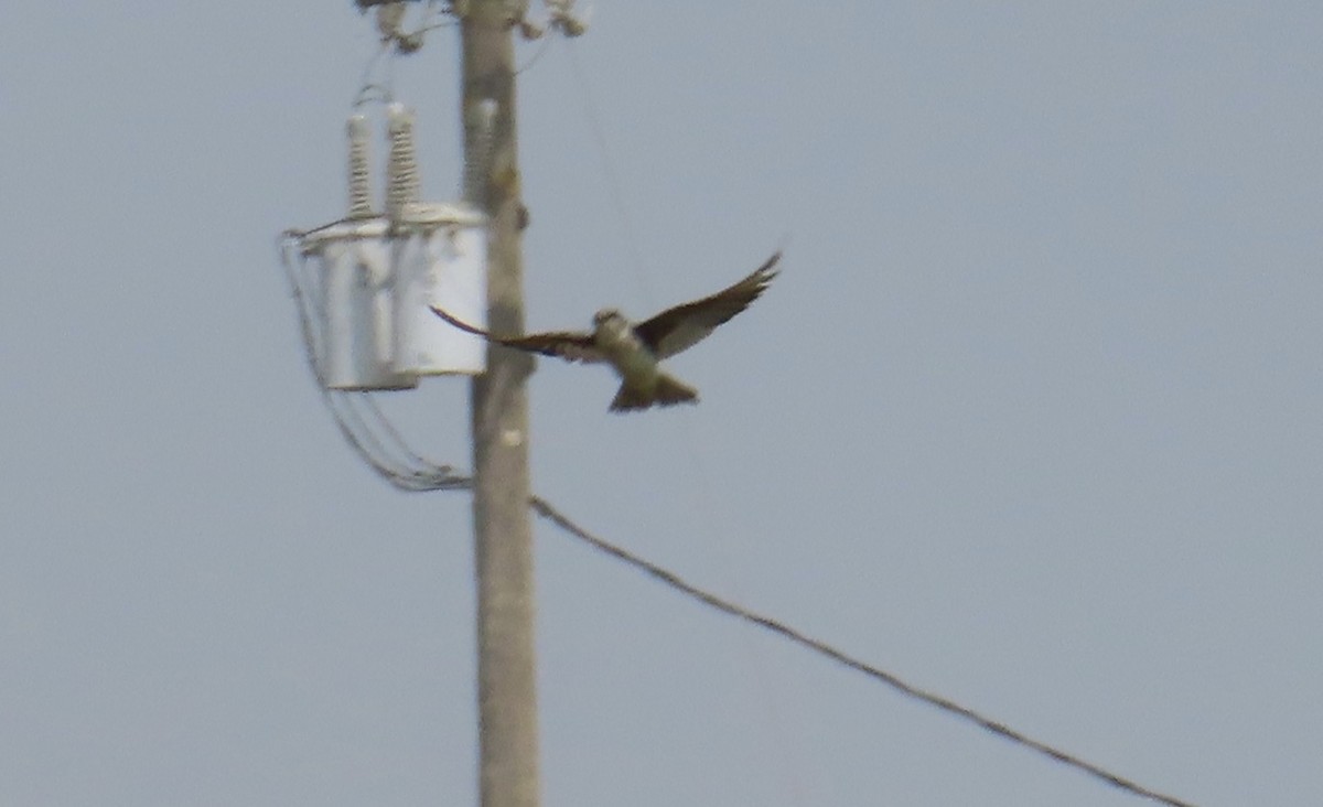 Purple Martin - Mark Holmgren