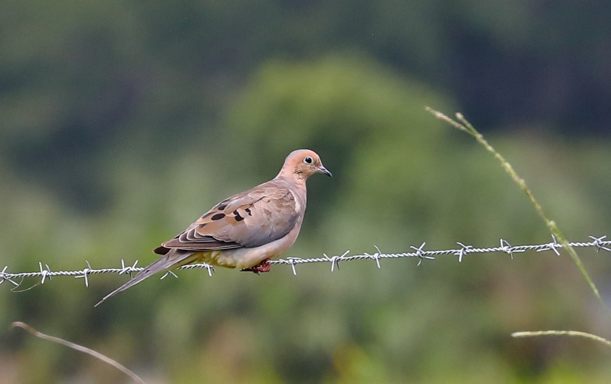 Mourning Dove - ML262789181