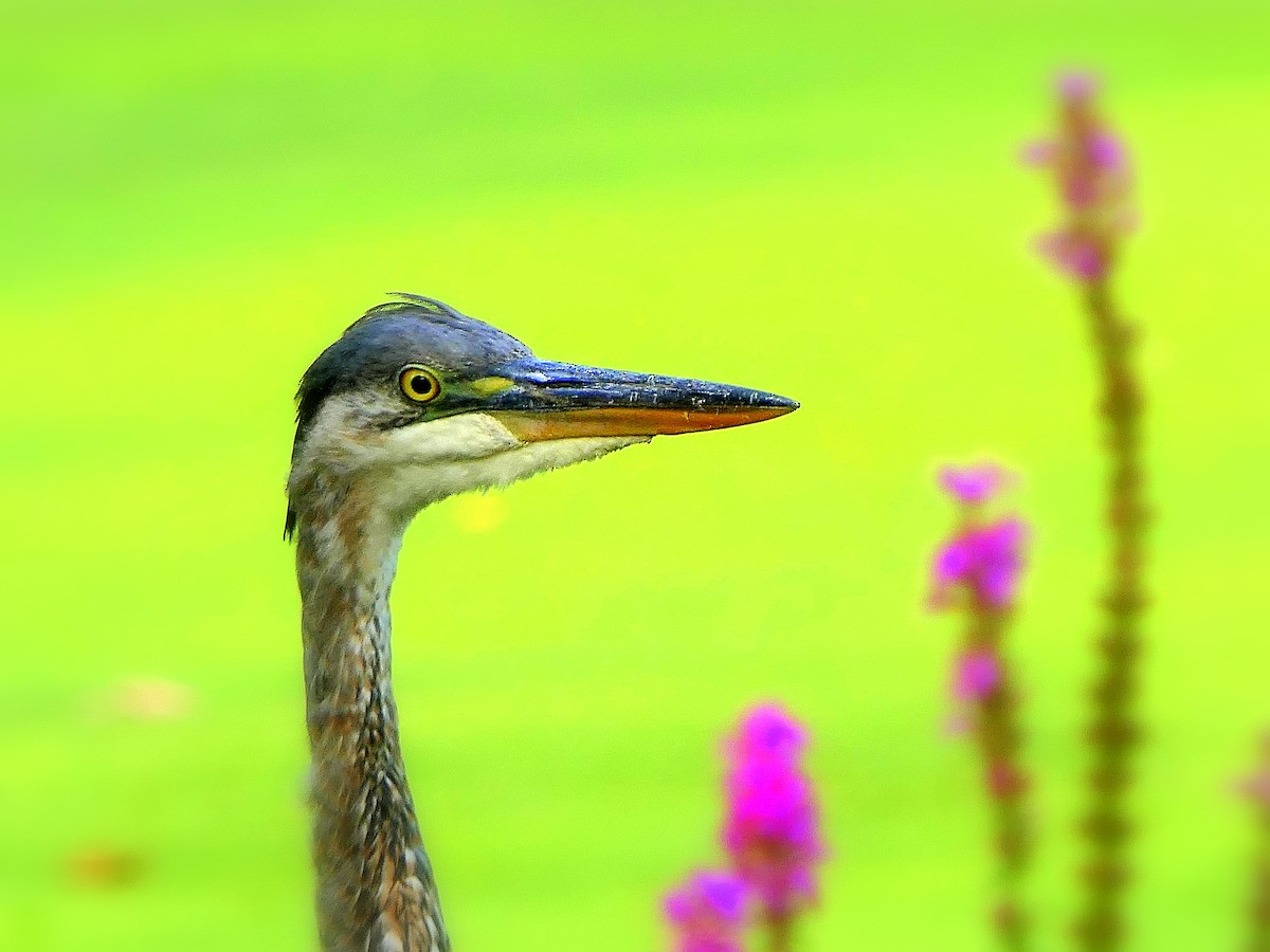 Great Blue Heron - Tom Olson