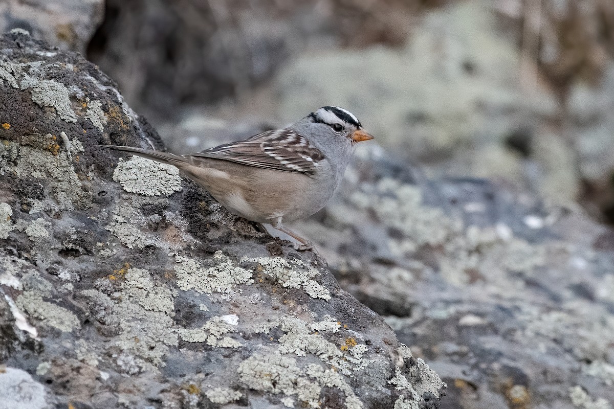 White-crowned Sparrow - Ron Riley
