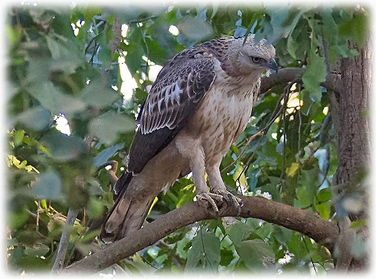 Changeable Hawk-Eagle - www.aladdin .st