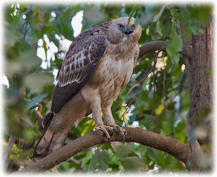 Changeable Hawk-Eagle - www.aladdin .st