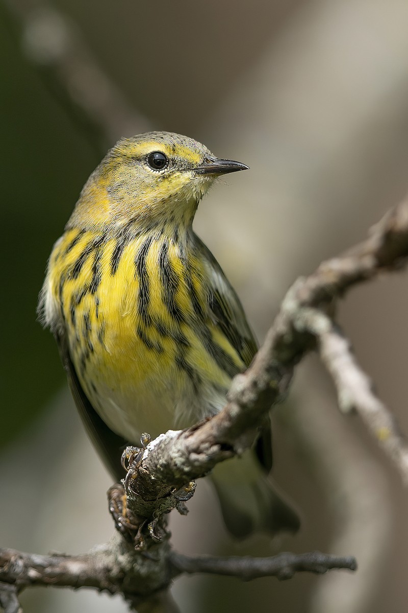Cape May Warbler - ML262794861