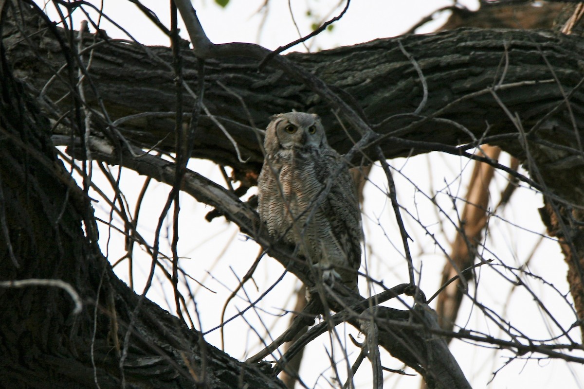 Great Horned Owl - ML262796351