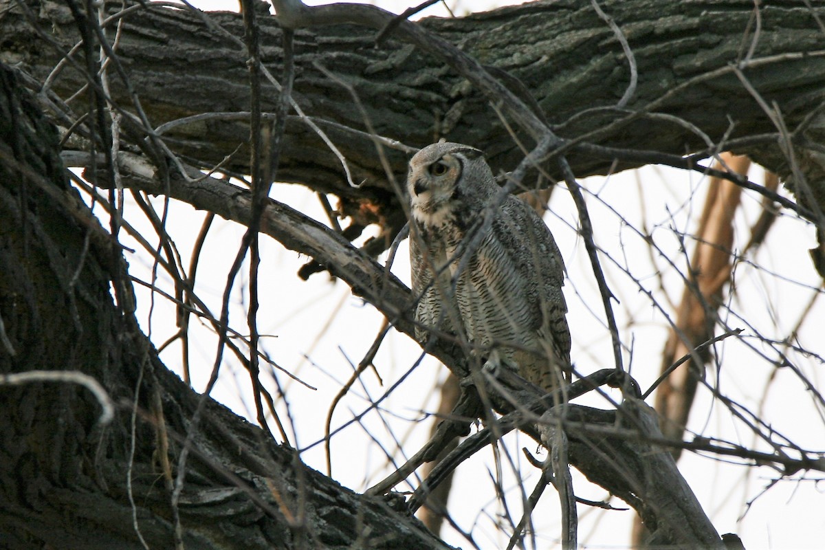 Great Horned Owl - ML262796451