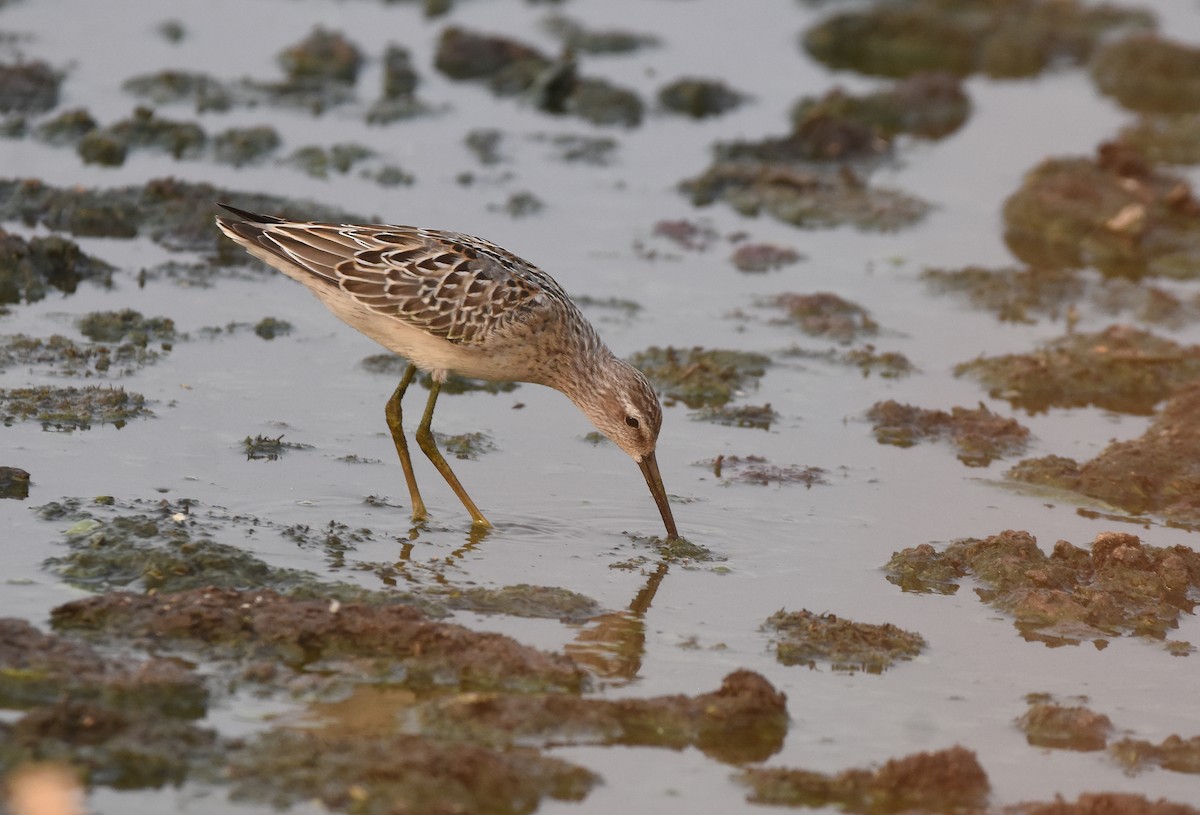 Stilt Sandpiper - Christopher Lindsey