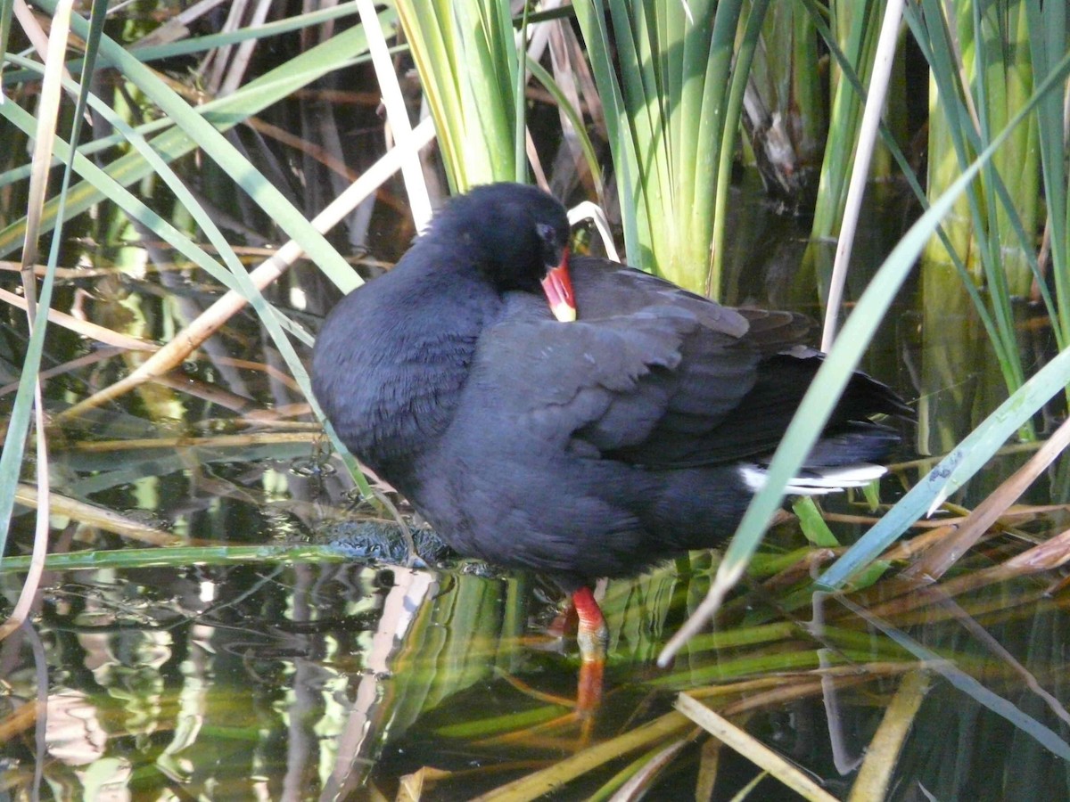 Dusky Moorhen - ML26279711