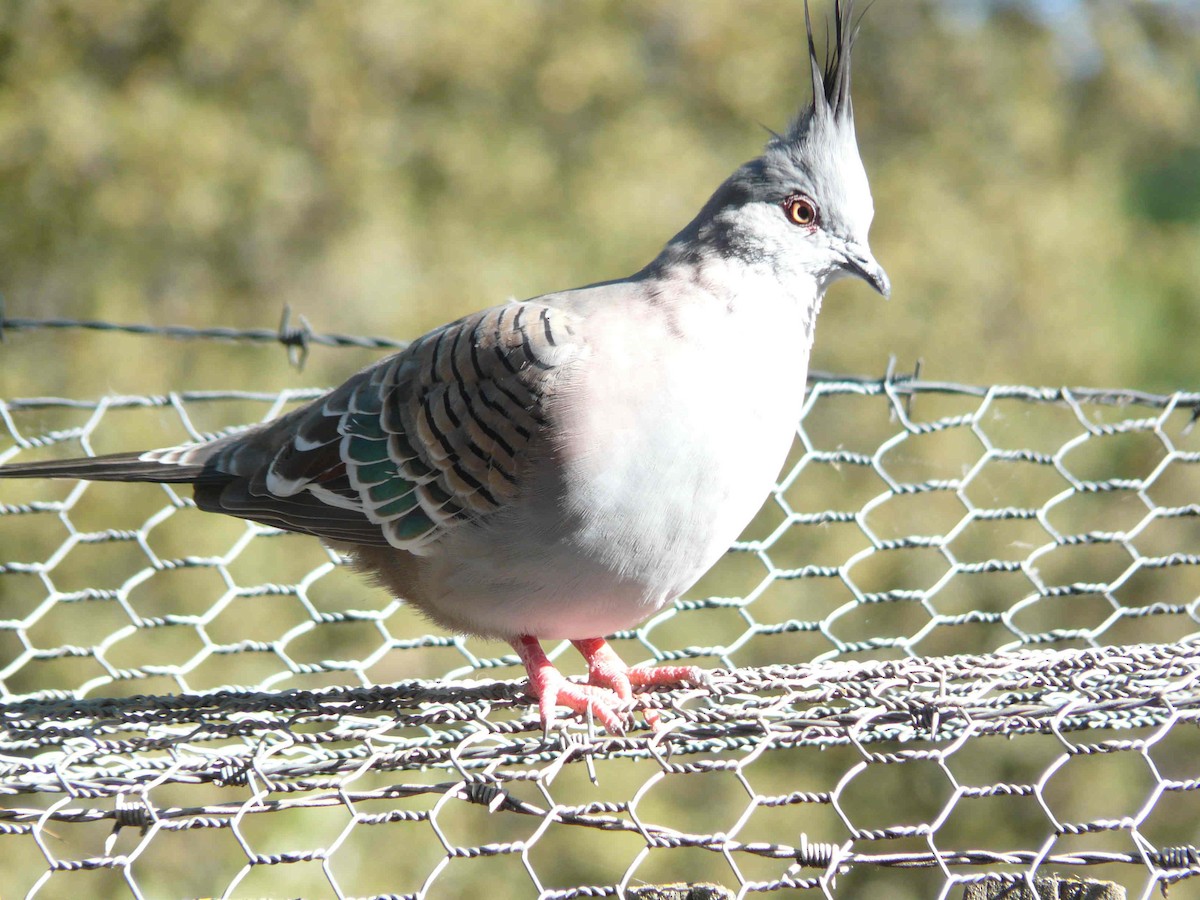 Crested Pigeon - ML26279721