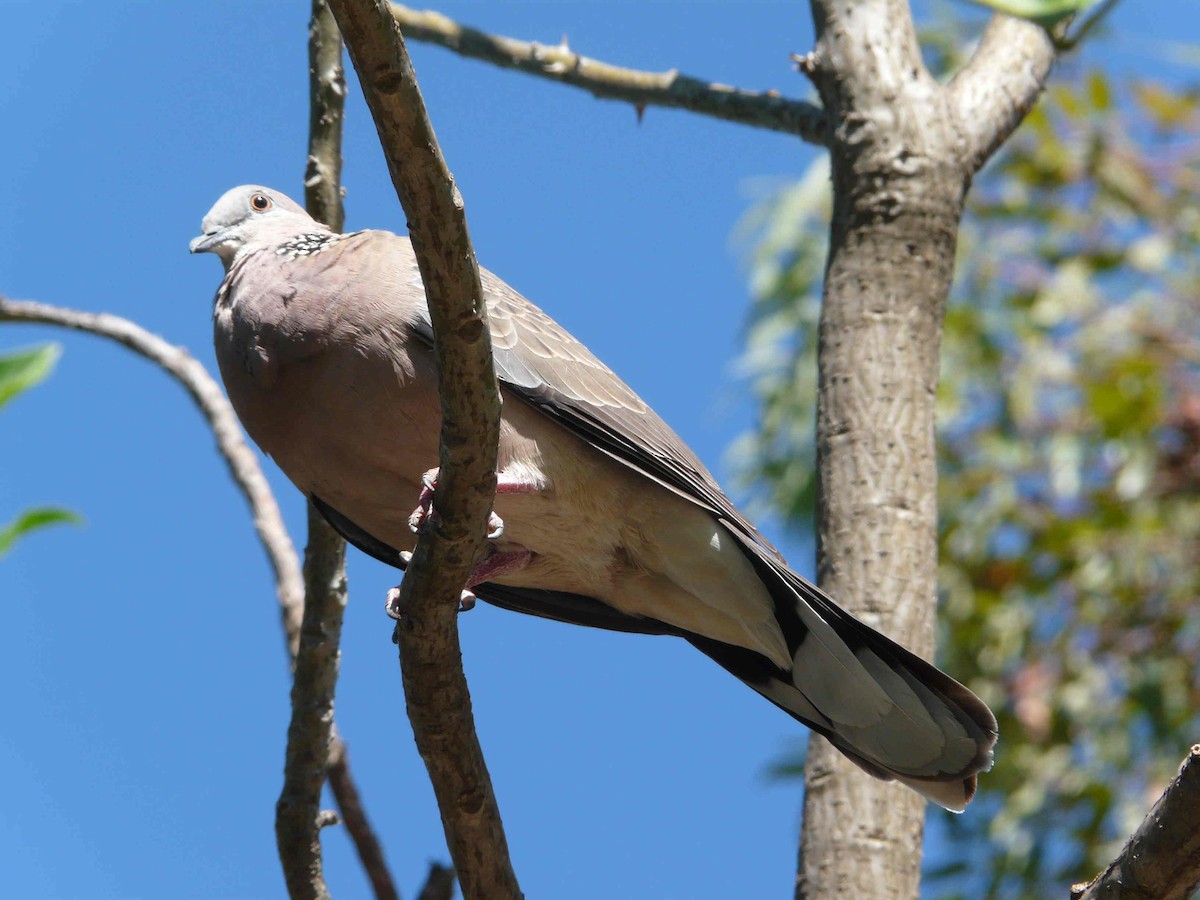 Spotted Dove - ML26279761
