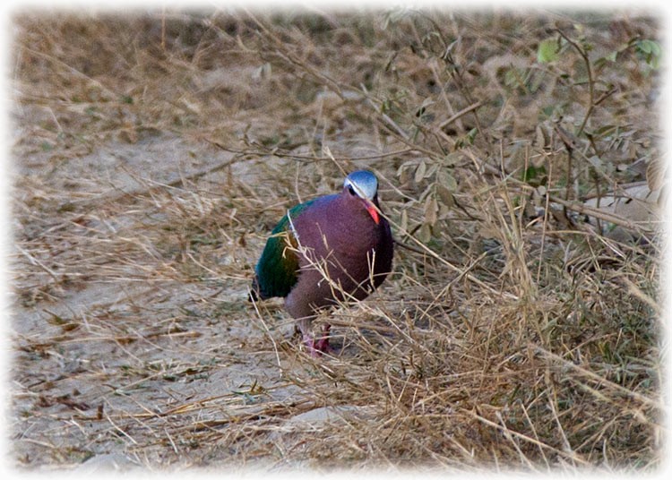 Asian Emerald Dove - ML262797621