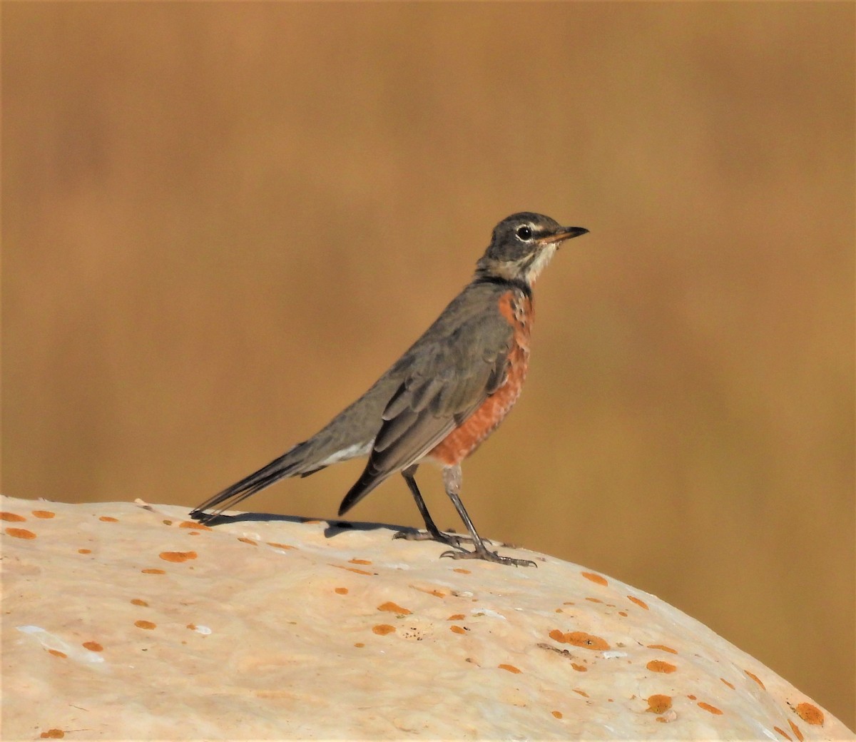 American Robin - ML262797821