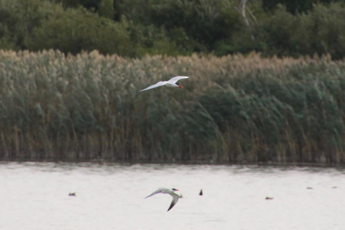 Caspian Tern - ML262797961