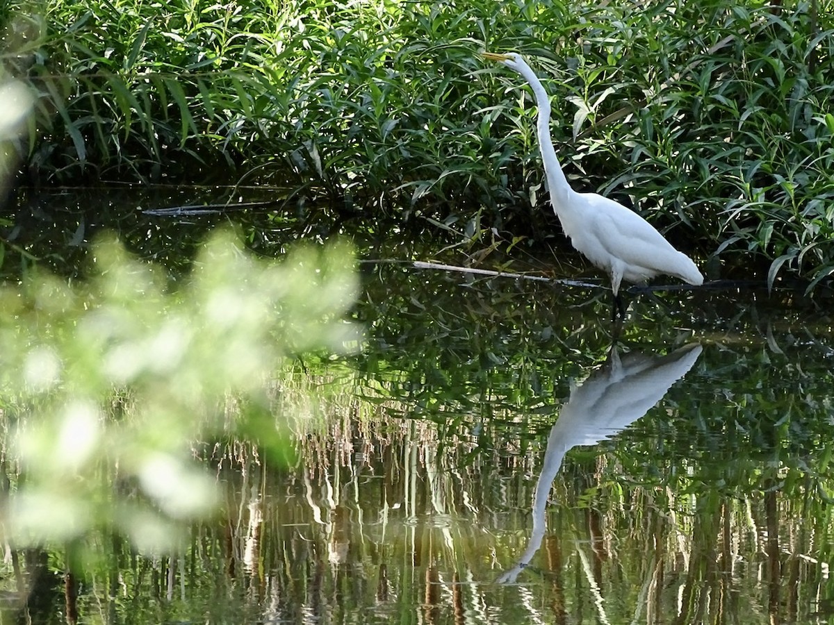 Great Egret - ML262798131