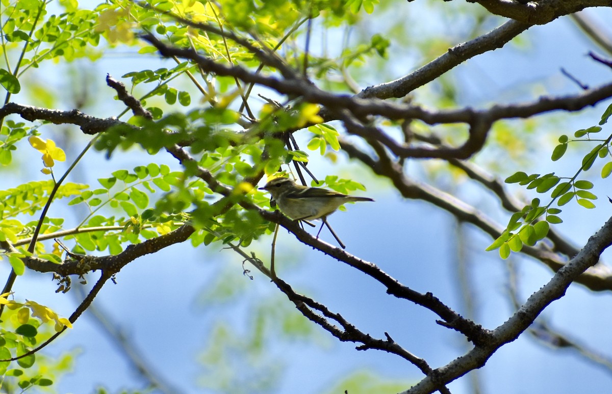 Yellow-browed Warbler - ML262798951