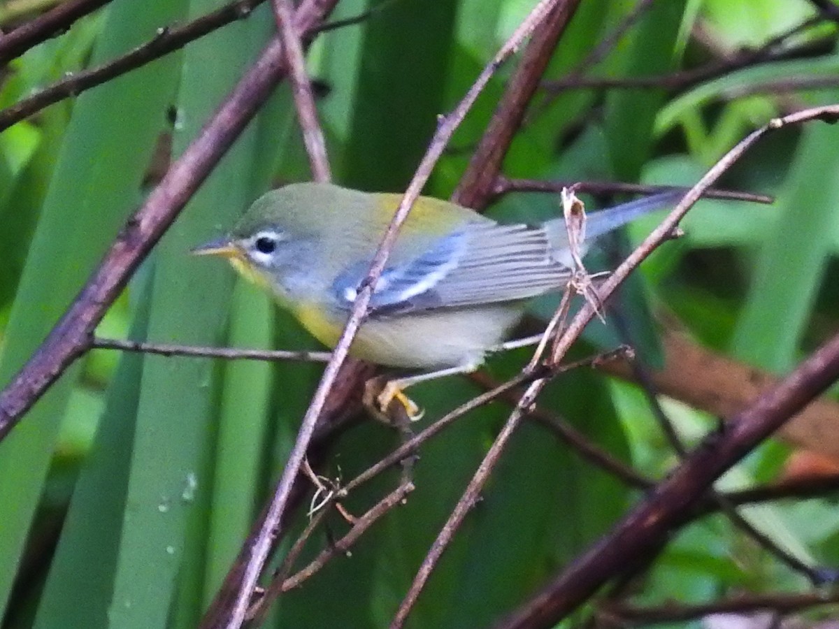 Parula Norteña - ML262799311