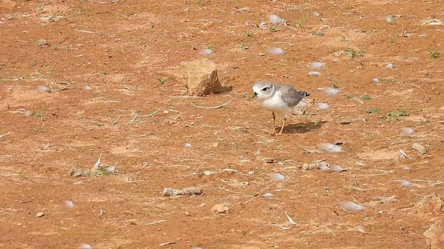 Piping Plover - ML262799441