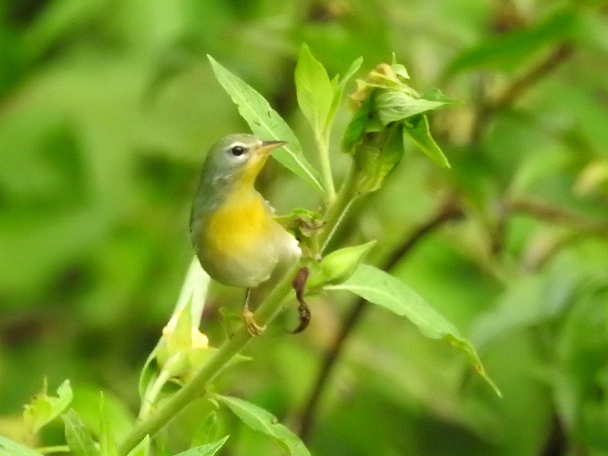 Northern Parula - ML262799641