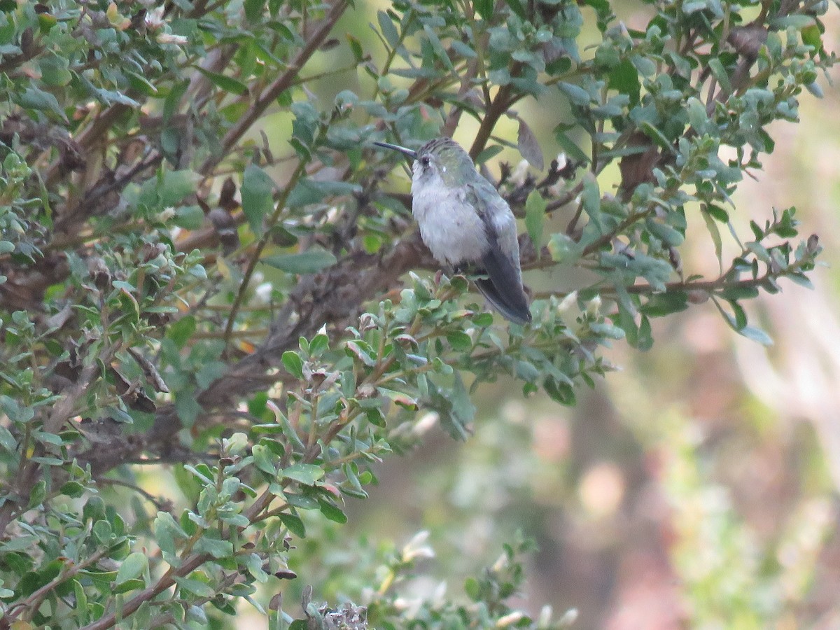 Costa's Hummingbird - ML262800901
