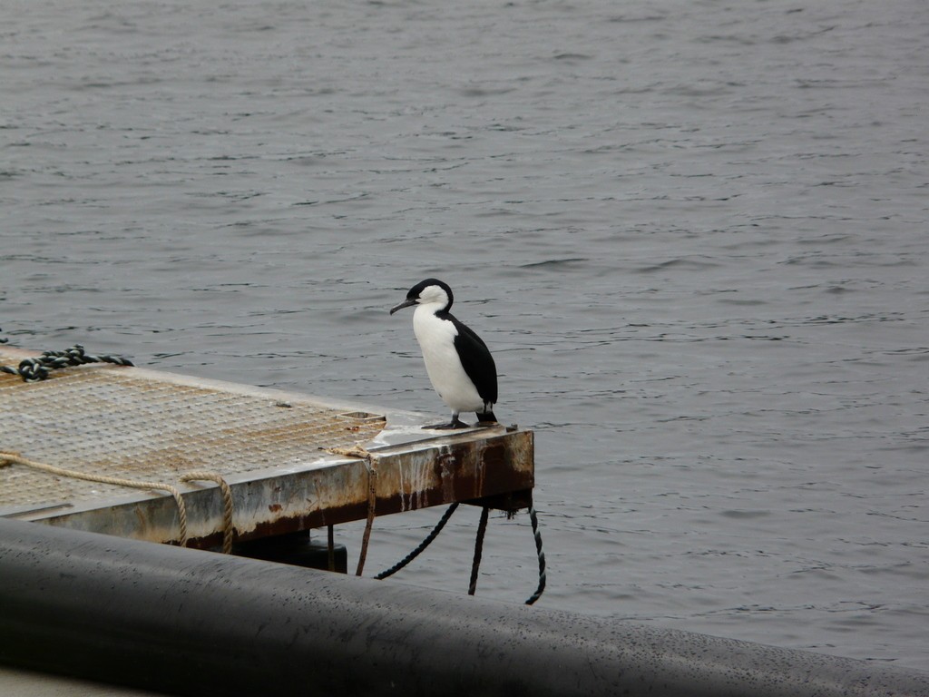 Black-faced Cormorant - ML26280091