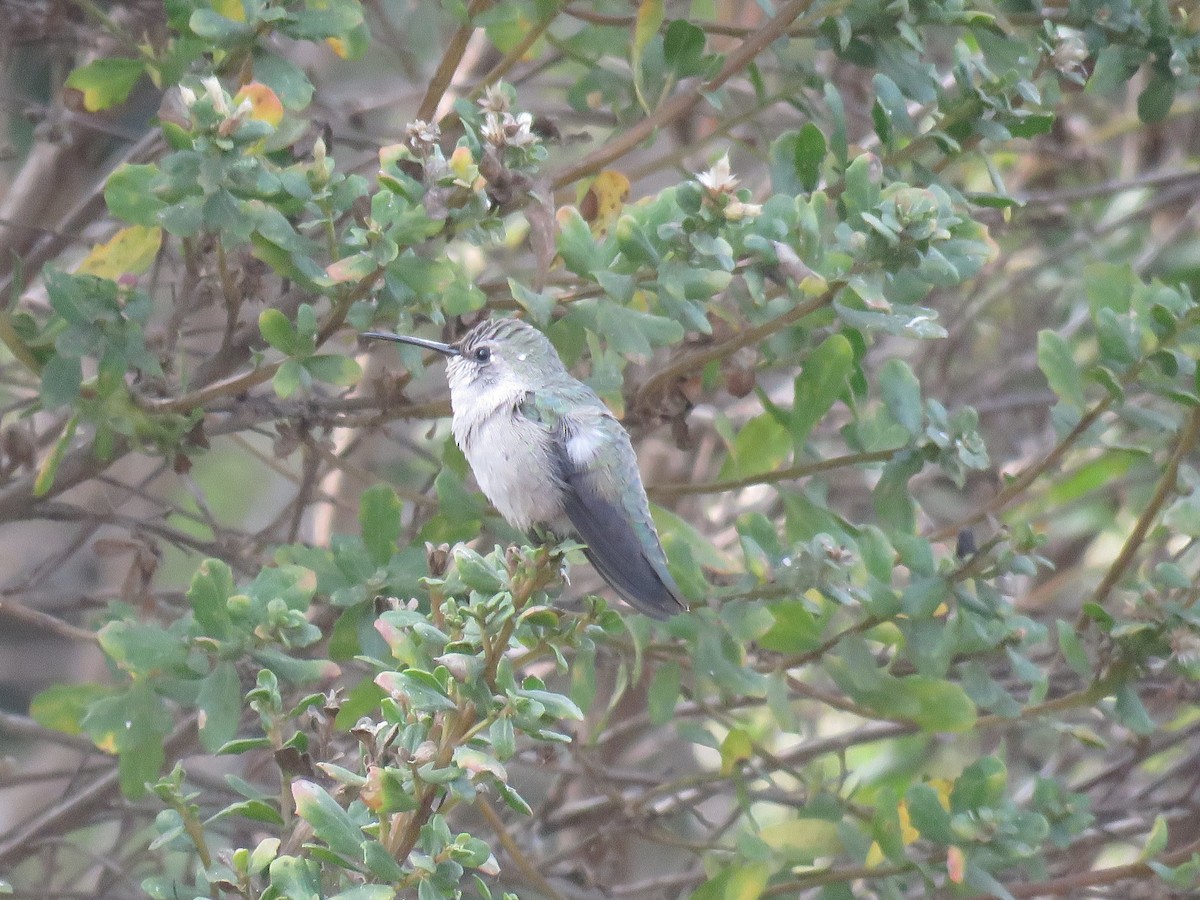 Costa's Hummingbird - ML262800961