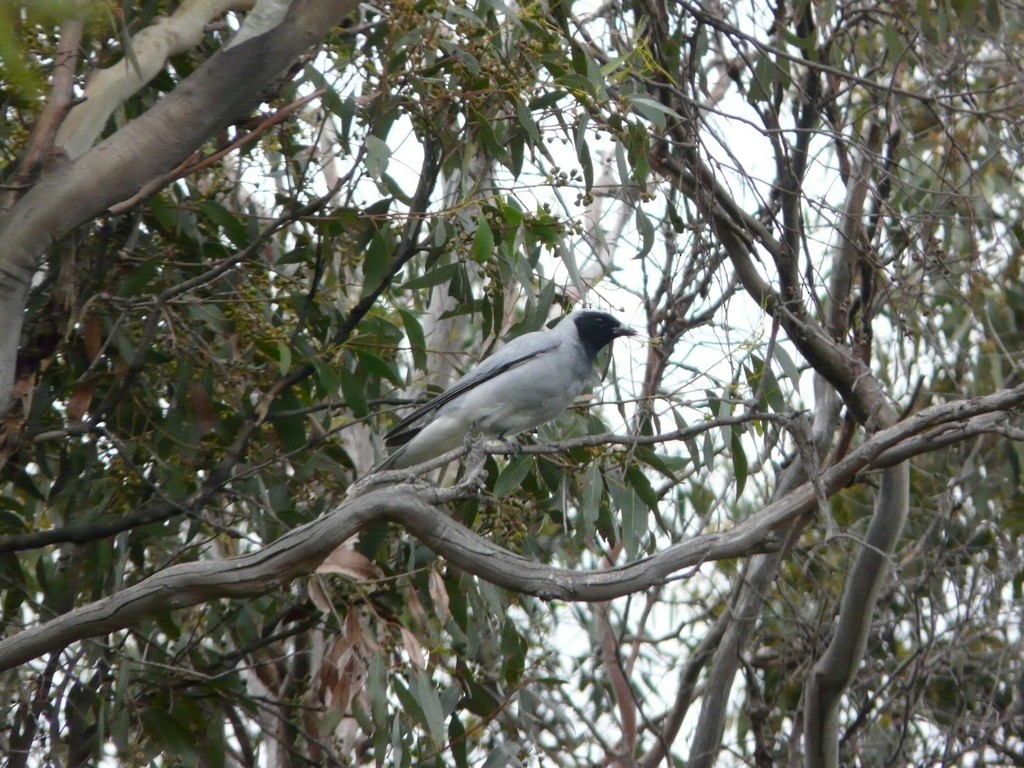 Black-faced Cuckooshrike - Simon Tonge