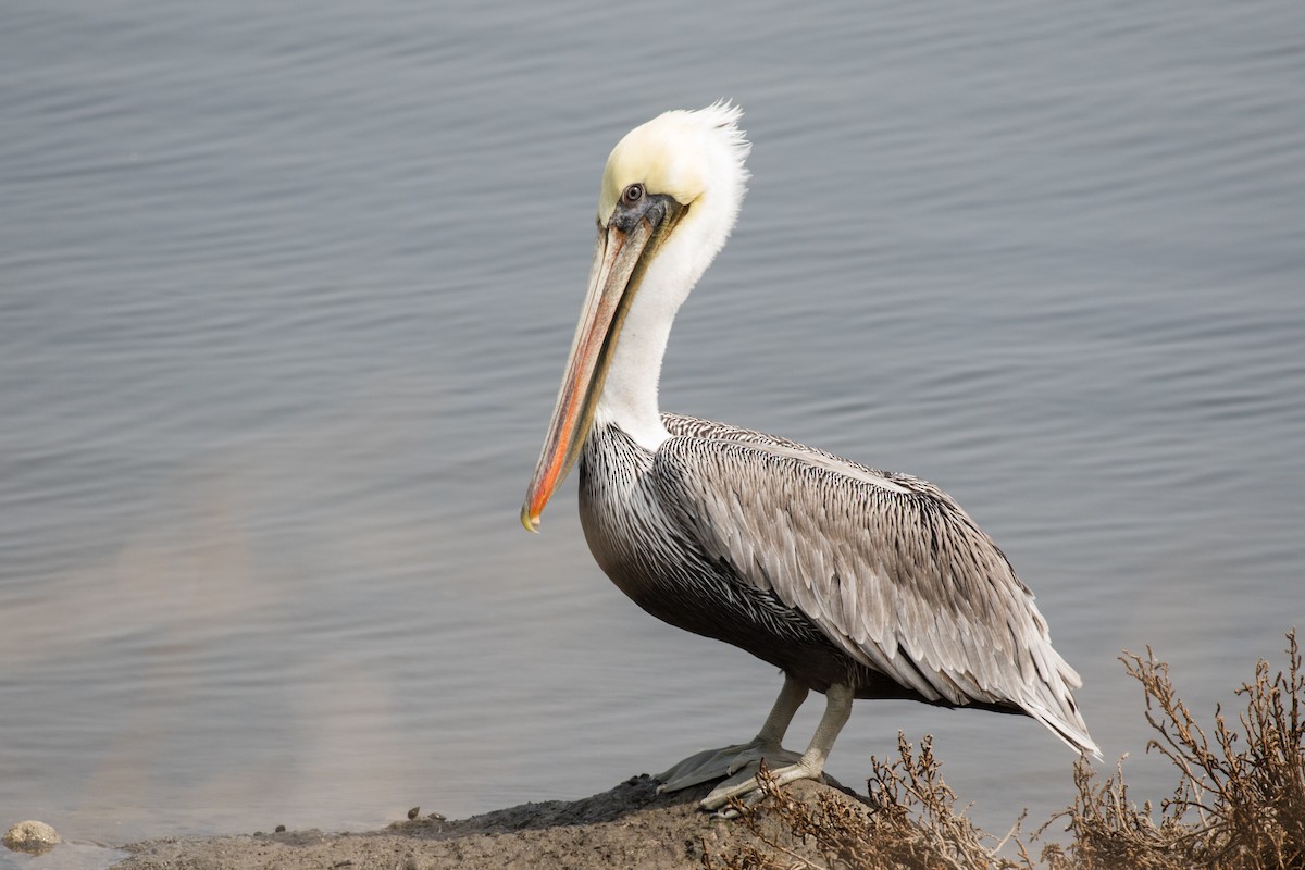 Brown Pelican - ML262803051