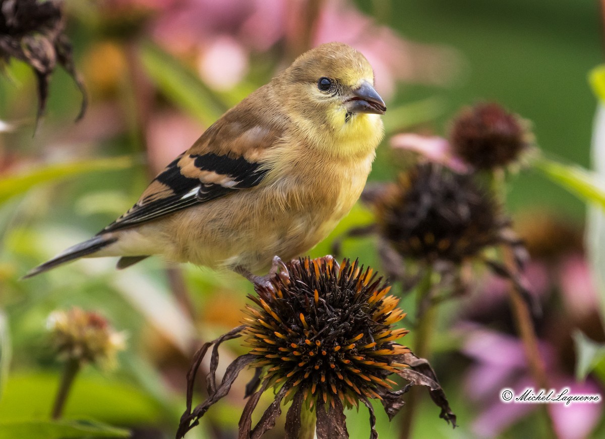 American Goldfinch - Michel Laquerre