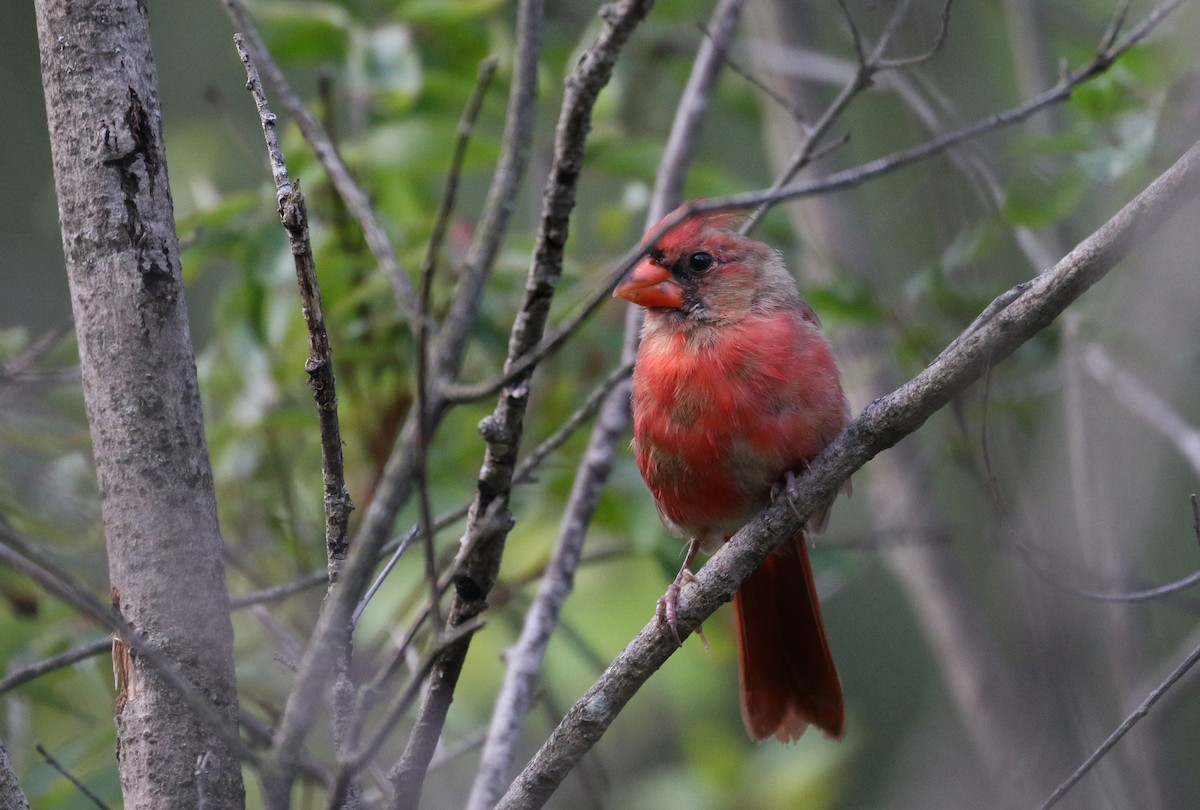 Northern Cardinal - ML262803701