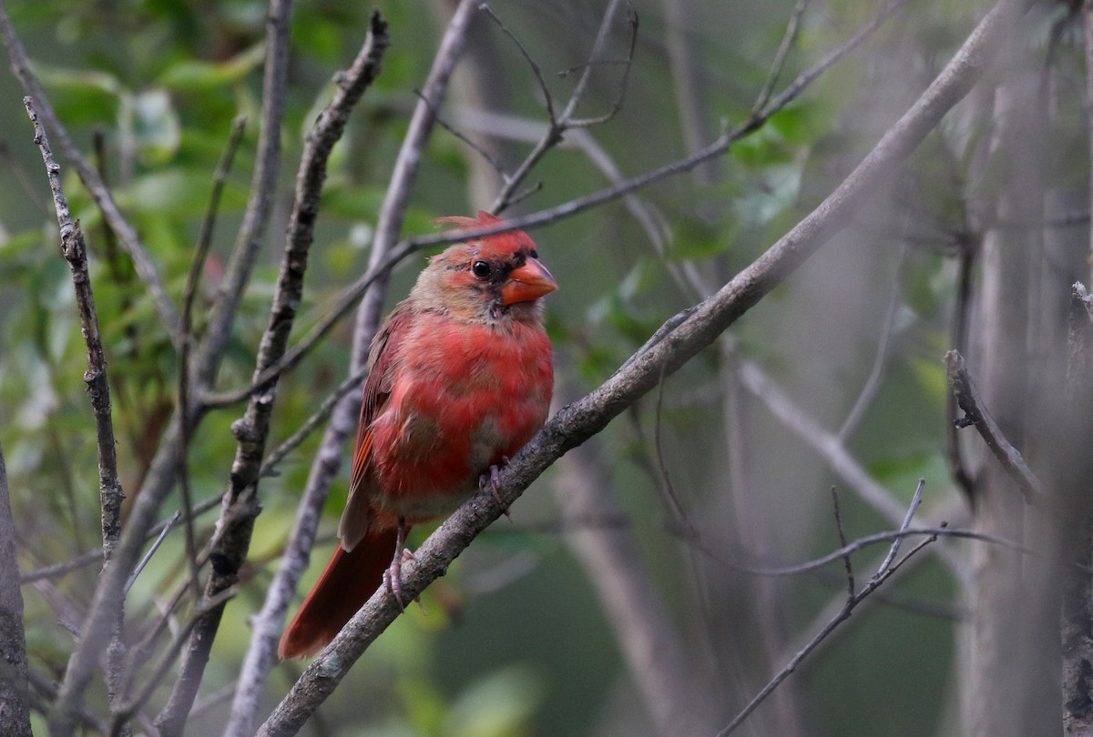 Northern Cardinal - ML262803711