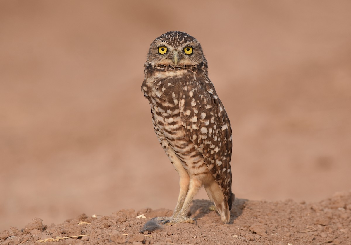 Burrowing Owl - Christopher Lindsey