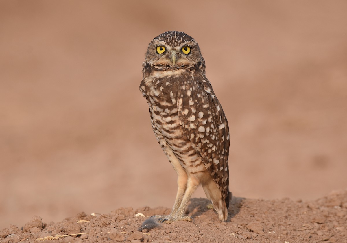 Burrowing Owl - ML262803821