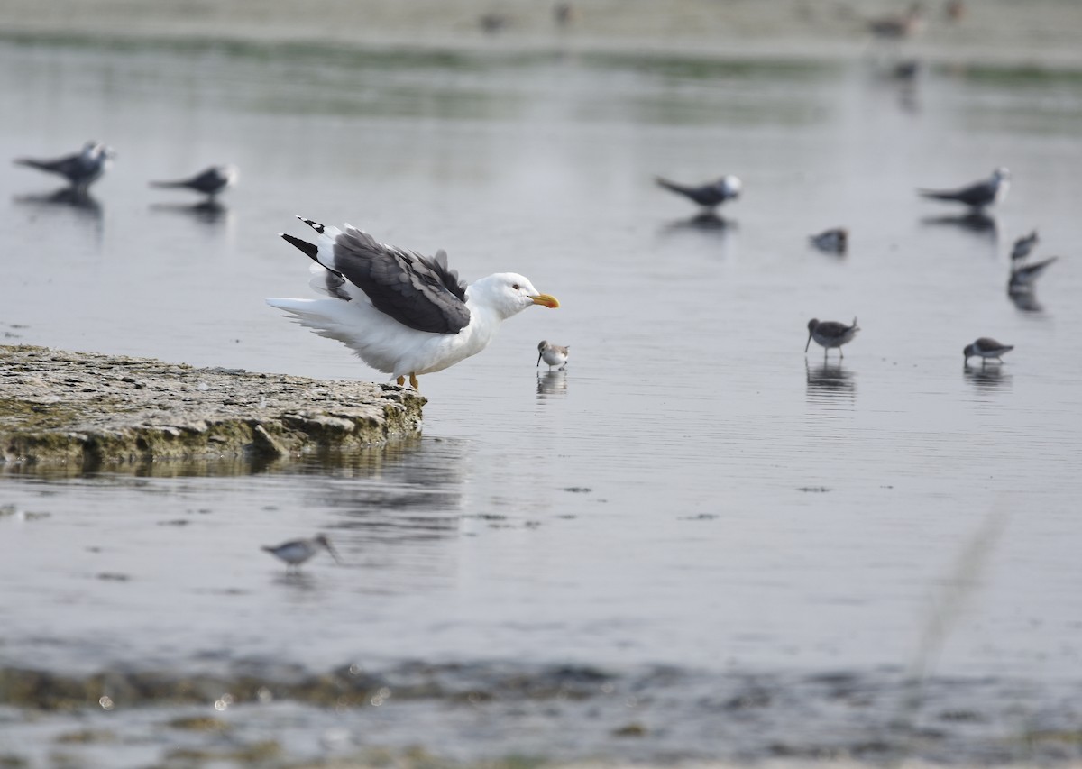 Yellow-footed Gull - ML262804321