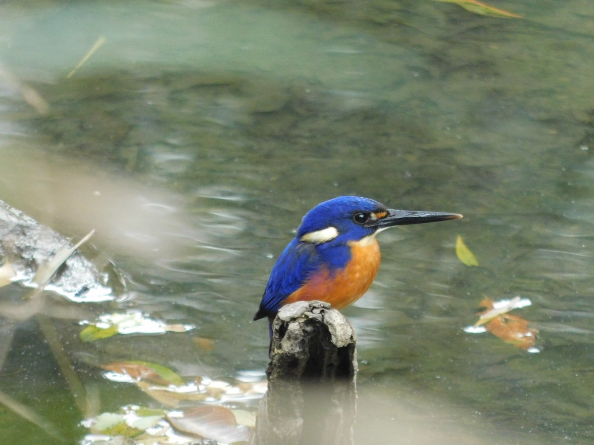 Azure Kingfisher - Andres Cervino