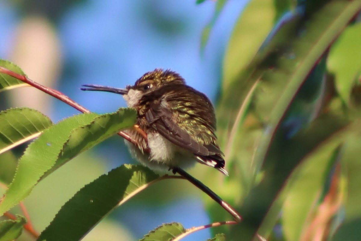 Ruby-throated Hummingbird - Kalpesh Krishna