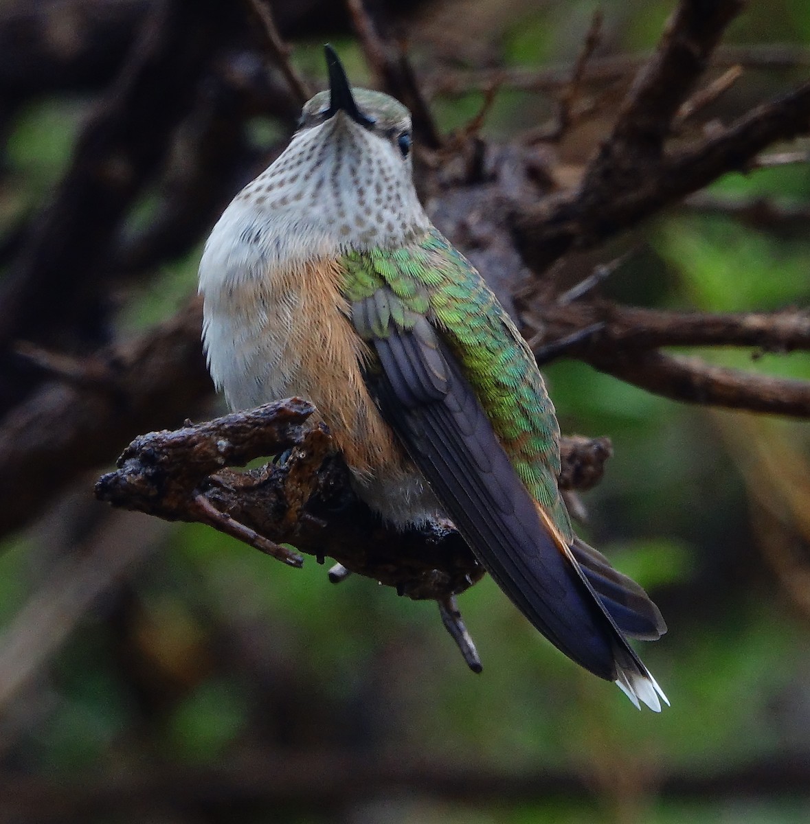 bredhalekolibri - ML262811521