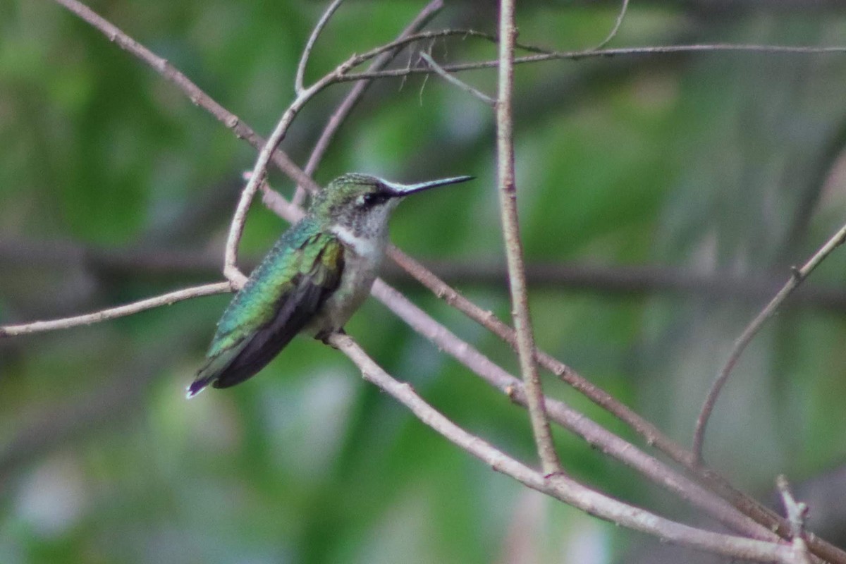 Ruby-throated Hummingbird - Kalpesh Krishna