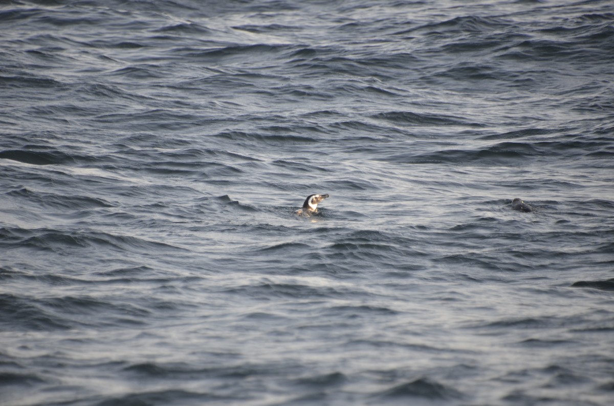 Magellanic Penguin - ML262813341