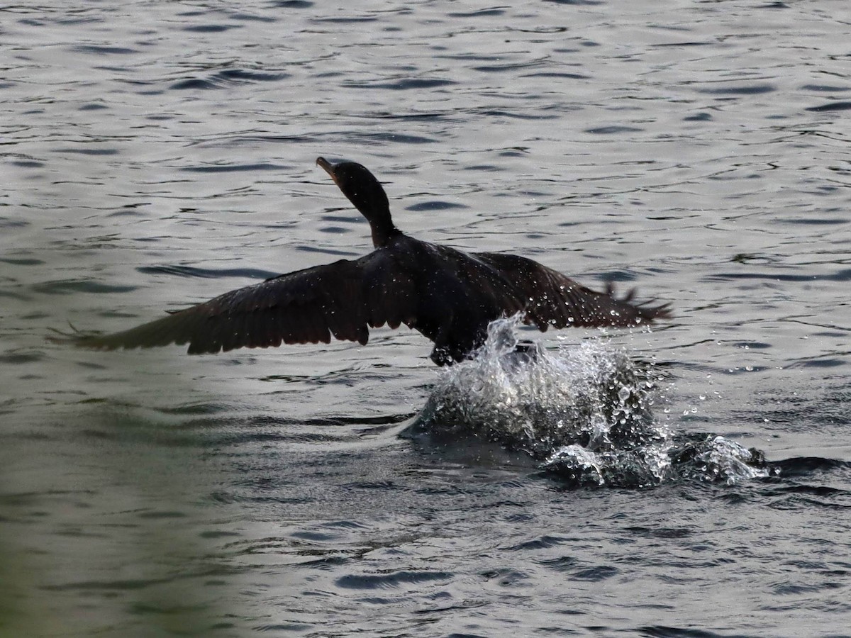 Double-crested Cormorant - Kalpesh Krishna