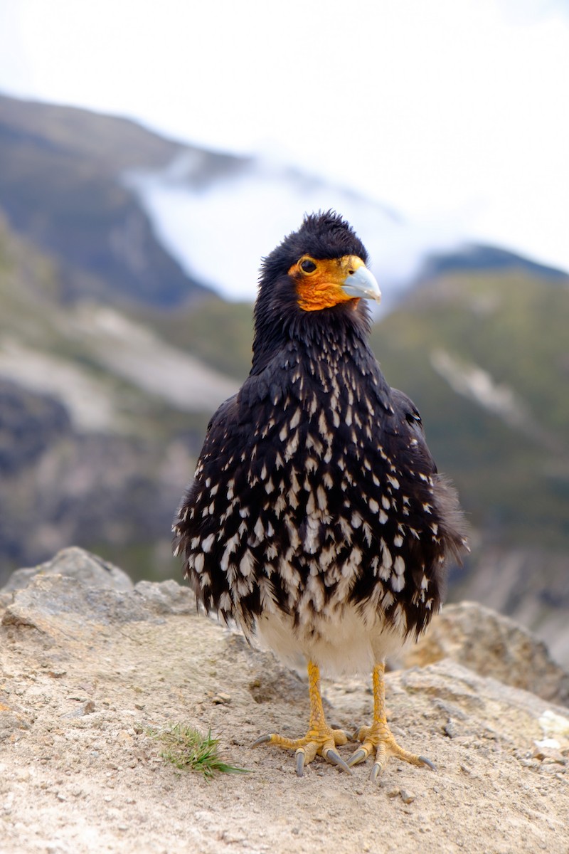 Carunculated Caracara - Kevin Lin