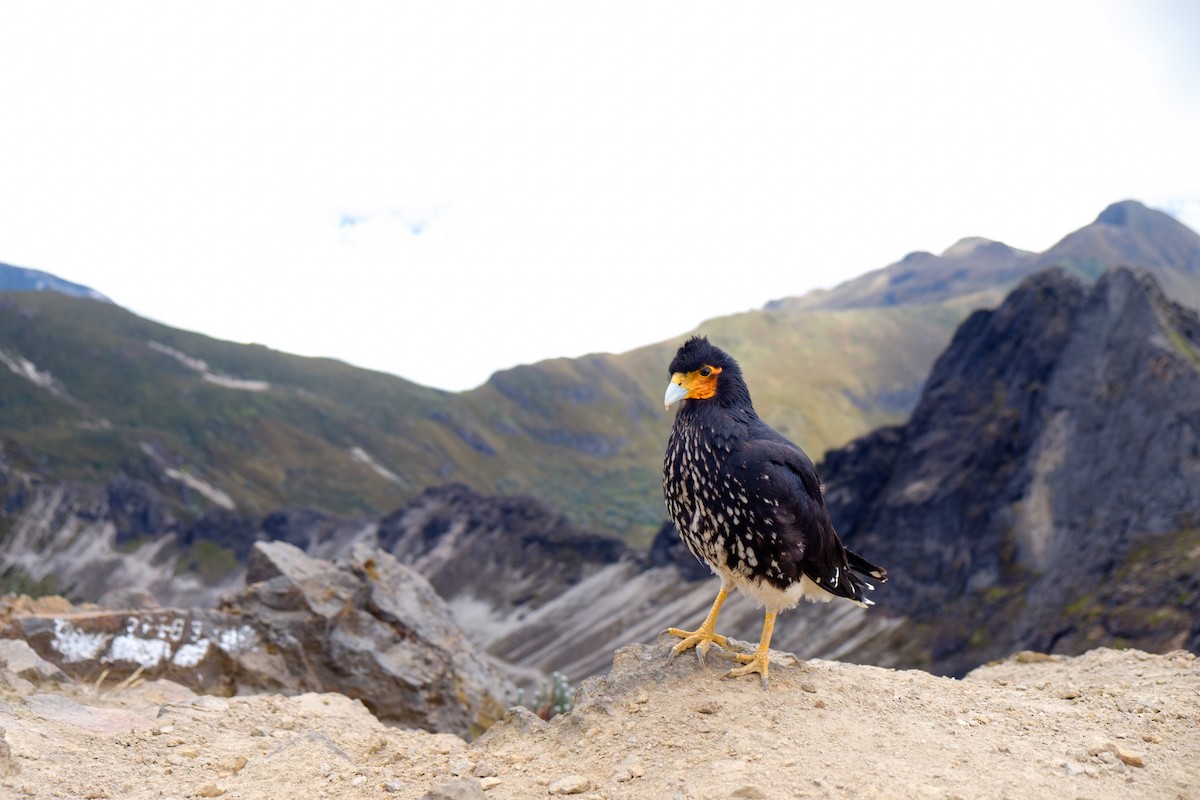 Carunculated Caracara - ML262814921