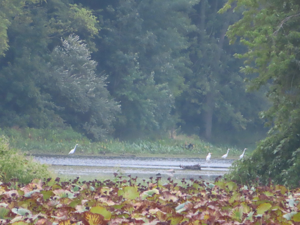 Great Egret - ML262816661