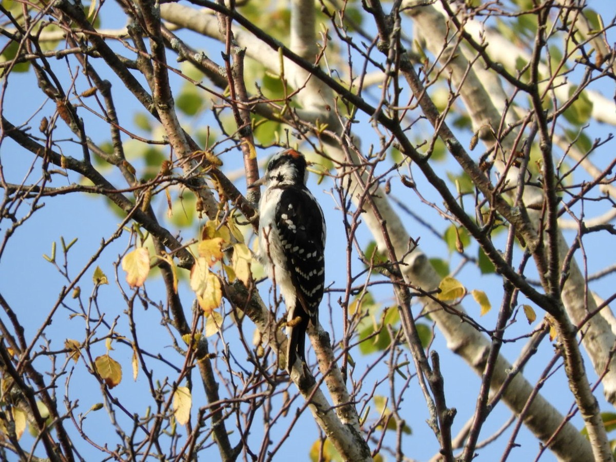 Hairy Woodpecker - ML262818471