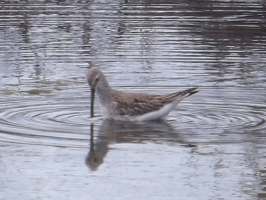 Stilt Sandpiper - ML262824001