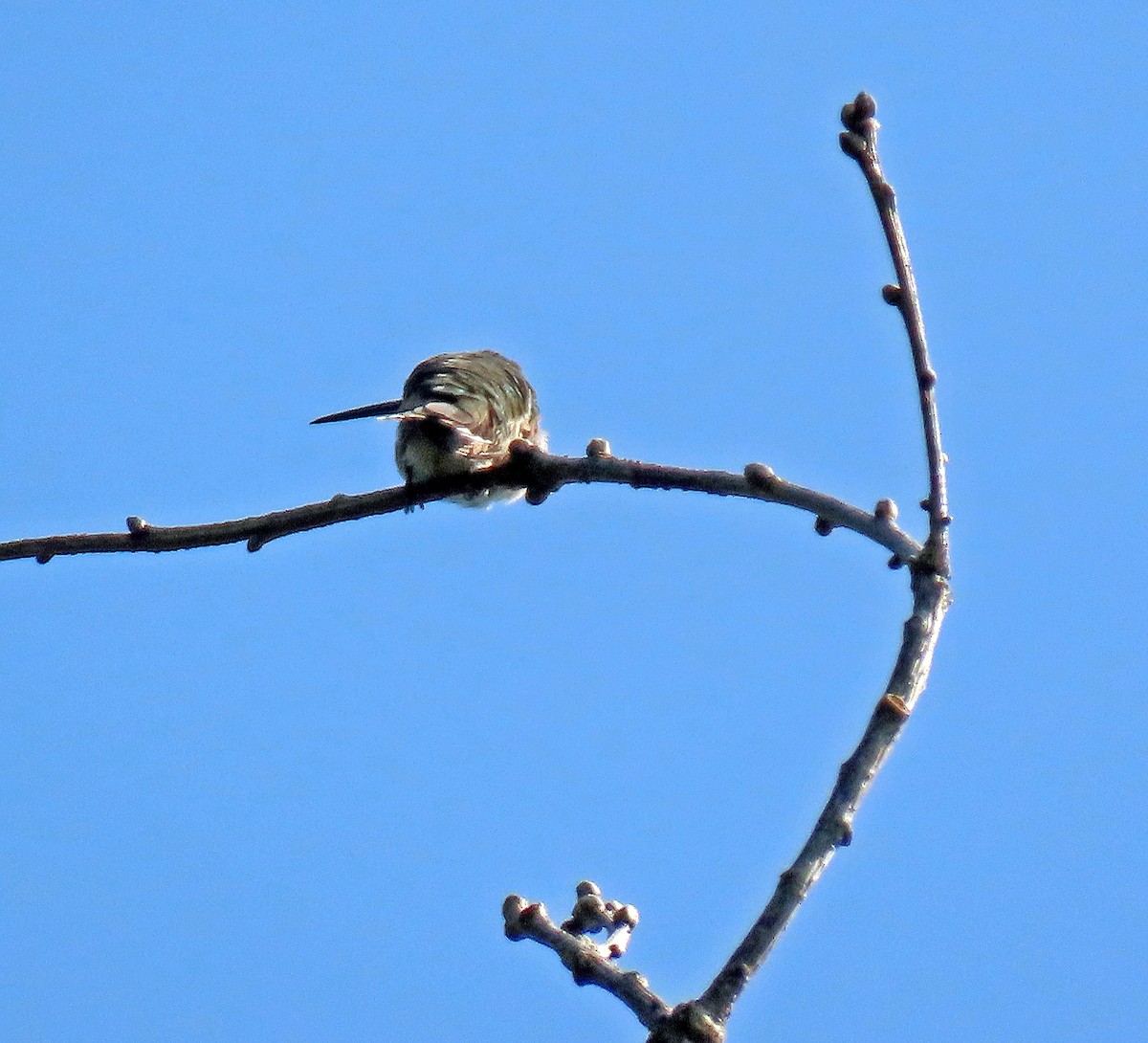 Ruby-throated Hummingbird - ML262824651