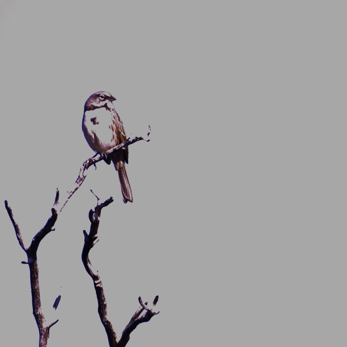 Bell's Sparrow (belli) - Sami LaRocca